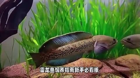 鬼王雷龍魚多少錢【一對鬼王雷龍魚400塊錢你敢信嗶哩嗶哩嗶哩嗶哩嗶哩嗶哩嗶哩】
