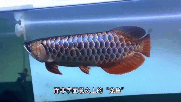給我推薦幾款受歡迎的金龍魚動態壁紙【受歡迎的金龍魚動態壁紙有沒有高清版金龍魚動態壁紙推薦】