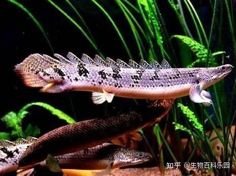 古龍魚飼養技巧【《古龍魚飼養技巧》*，古龍魚的飼養技巧】 古龍魚飼養技巧【《古龍魚飼養技巧》*，古龍魚的飼養技巧】 龍魚百科 第4張