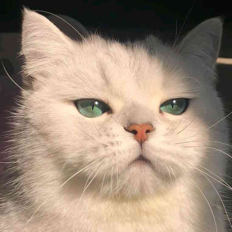 蝴蝶鯉 百科【《圈，蝴蝶鯉百科》*蝴蝶鯉的簡介和飼養方法】