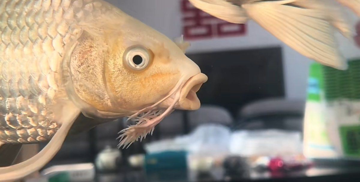 蝴蝶鯉 百科【《圈，蝴蝶鯉百科》*蝴蝶鯉的簡介和飼養方法】
