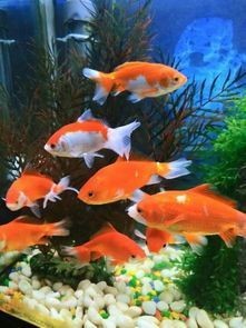 蝴蝶鯉 百科【《圈，蝴蝶鯉百科》*蝴蝶鯉的簡介和飼養方法】
