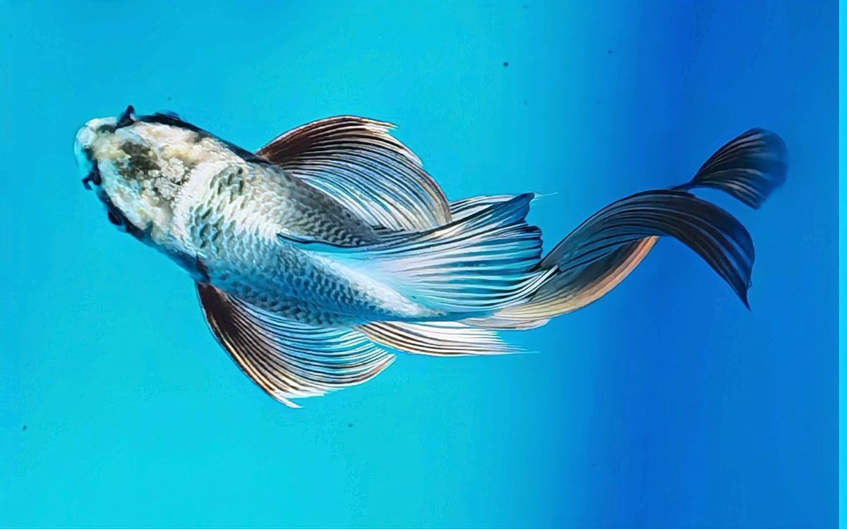 蝴蝶鯉 百科【《圈，蝴蝶鯉百科》*蝴蝶鯉的簡介和飼養方法】