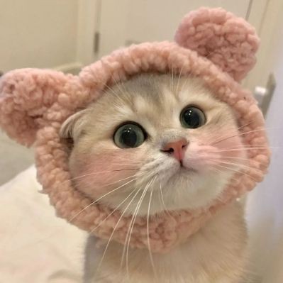 蝴蝶鯉 百科【《圈，蝴蝶鯉百科》*蝴蝶鯉的簡介和飼養方法】