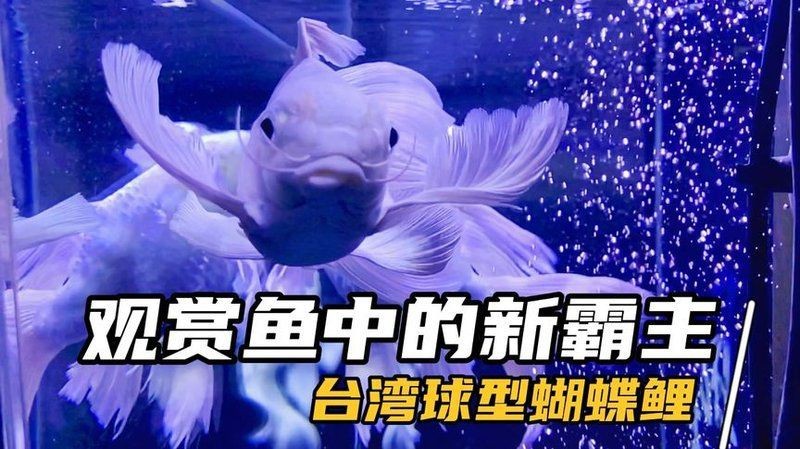蝴蝶鯉 百科【《圈，蝴蝶鯉百科》*蝴蝶鯉的簡介和飼養方法】