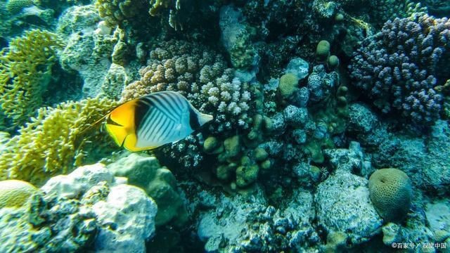全球頂級龍魚排名【《全球頂級龍魚排名》】