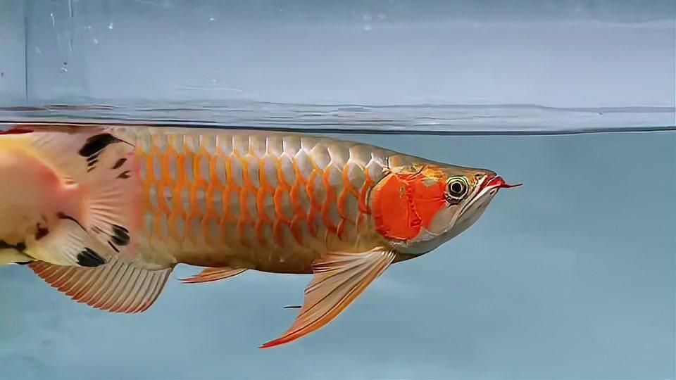 龍魚(yú)賽級(jí)什么意思【什么是龍魚(yú)賽級(jí)】