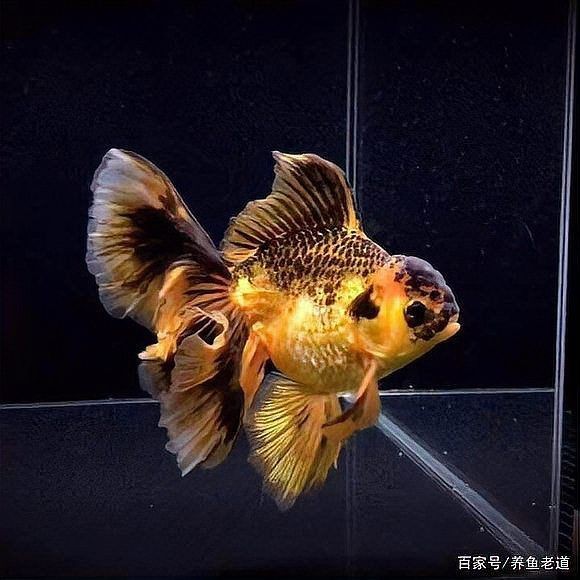 金魚身上受傷了會自愈嗎【金魚受傷會自愈嗎】