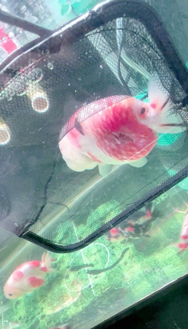 金魚身上受傷了會自愈嗎【金魚受傷會自愈嗎】