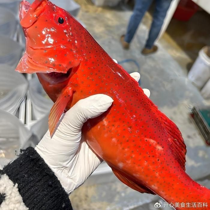 紅玫瑰貴還是東星斑貴【東星斑憑啥比紅斑魚貴這么多從行情到養殖帶你看懂海鮮價格差】