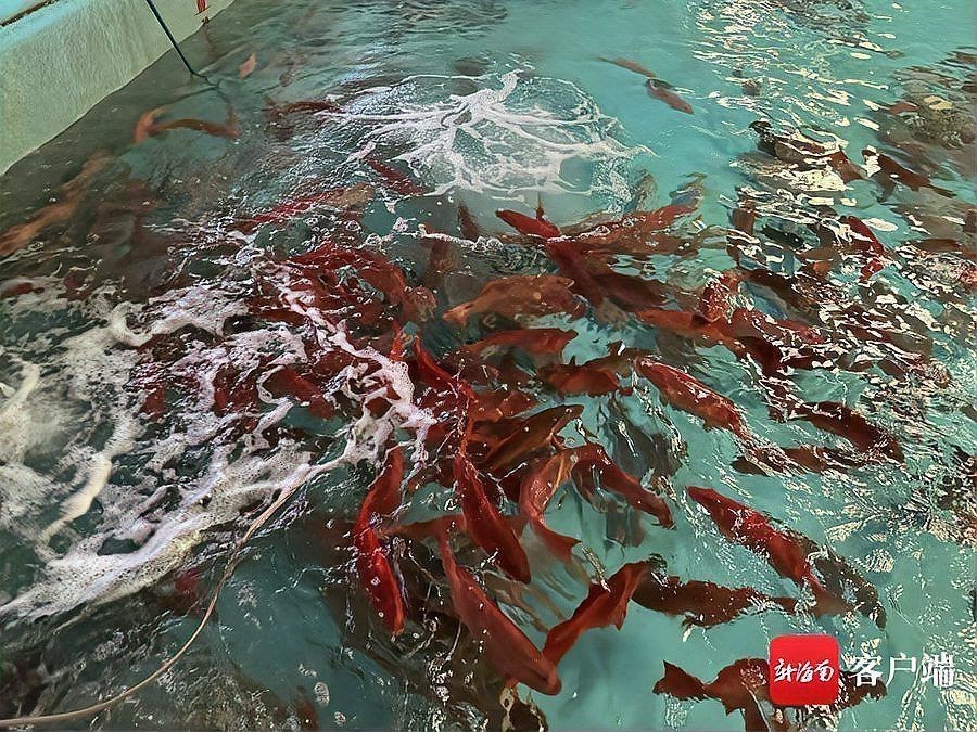 紅玫瑰貴還是東星斑貴【東星斑憑啥比紅斑魚貴這么多從行情到養殖帶你看懂海鮮價格差】