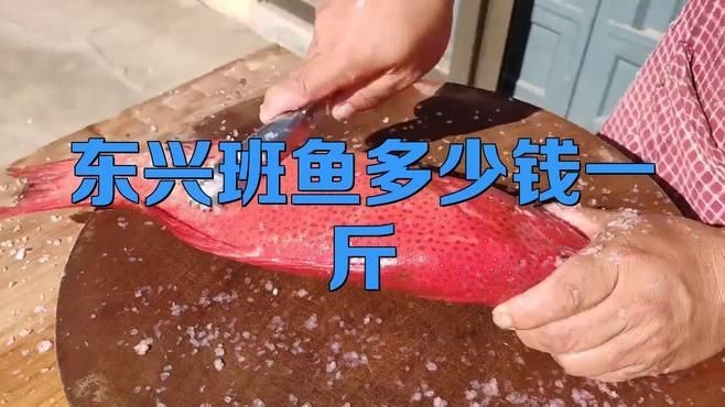 紅玫瑰貴還是東星斑貴【東星斑憑啥比紅斑魚貴這么多從行情到養殖帶你看懂海鮮價格差】
