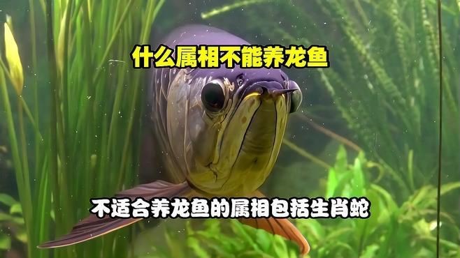 哪些生肖不適合養龍魚？【什么屬相不能養龍魚】 哪些生肖不適合養龍魚？【什么屬相不能養龍魚】 龍魚百科 第3張