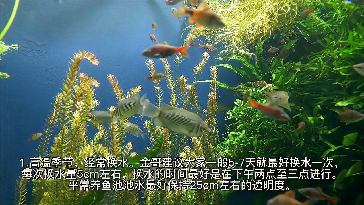 如何預防魚浮頭現象？【全民小視頻,00:44魚浮頭原因大揭秘，五種情況幫你搞定全民小視頻】 如何預防魚浮頭現象？【全民小視頻,00:44魚浮頭原因大揭秘，五種情況幫你搞定全民小視頻】 龍魚百科 第4張