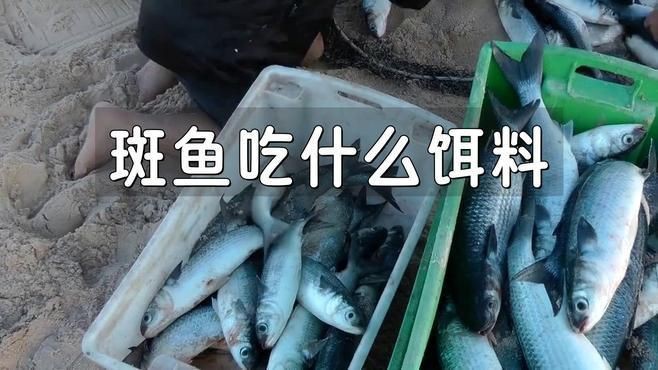 藍帆眼斑活小魚喂什么食物【藍帆眼斑活小魚吃什么餌料游跡客kk小魚吃什么餌料游跡客kk】
