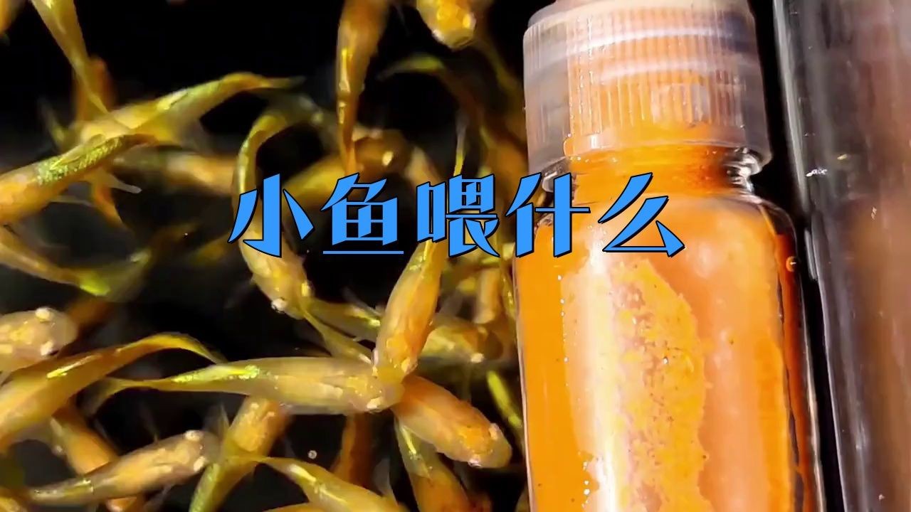 藍帆眼斑活小魚喂什么食物【藍帆眼斑活小魚吃什么餌料游跡客kk小魚吃什么餌料游跡客kk】
