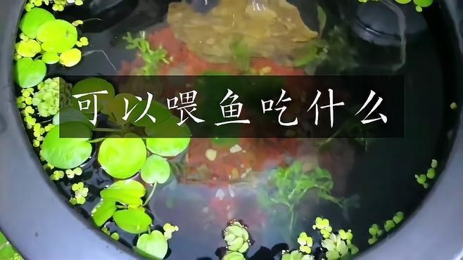 藍帆眼斑活小魚喂什么食物【藍帆眼斑活小魚吃什么餌料游跡客kk小魚吃什么餌料游跡客kk】