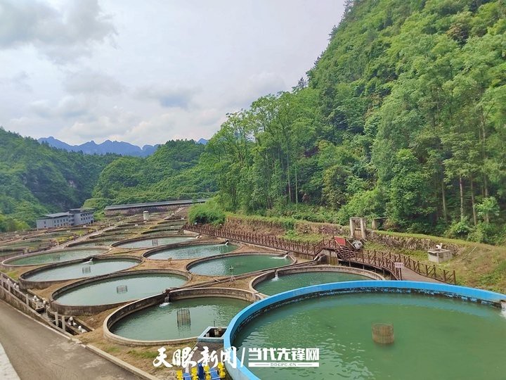 黔東南龍魚店【黔東南龍魚養殖基地在哪里】