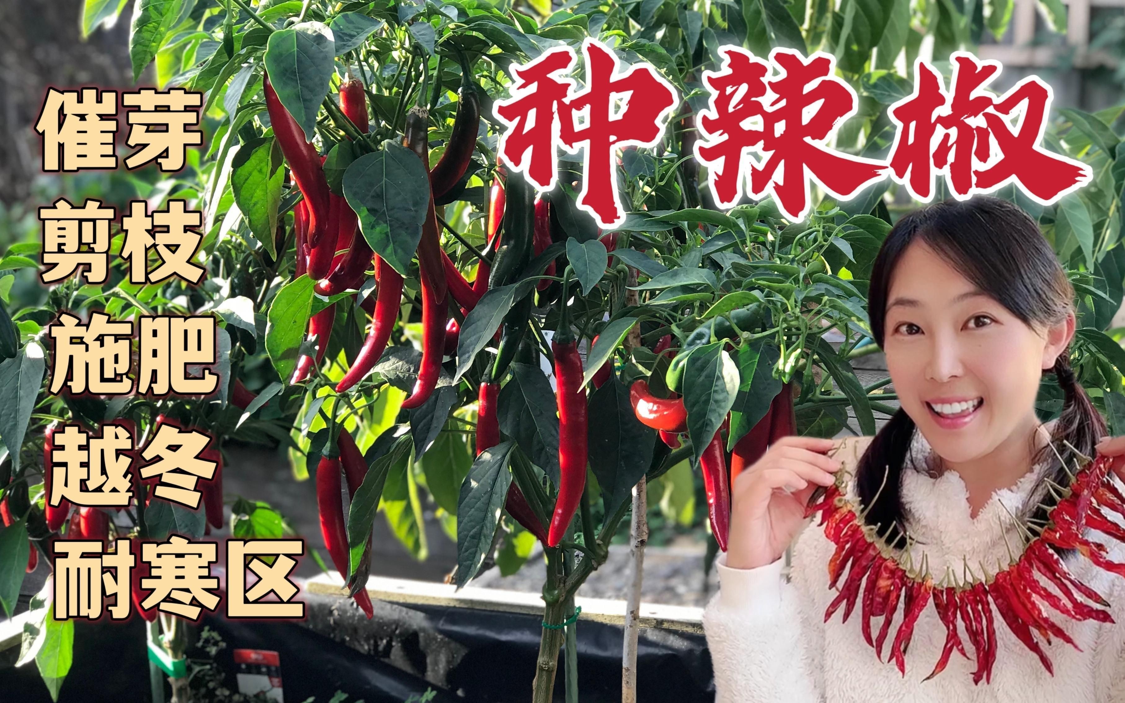 辣椒種植方法和注意事項【怎樣種辣椒生態牧人辣椒高產種植全程水肥管理方案】