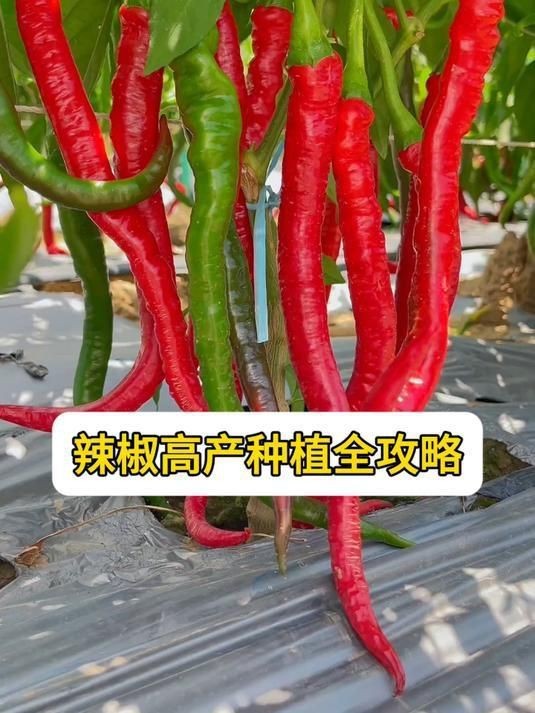 辣椒種植方法和注意事項【怎樣種辣椒生態牧人辣椒高產種植全程水肥管理方案】