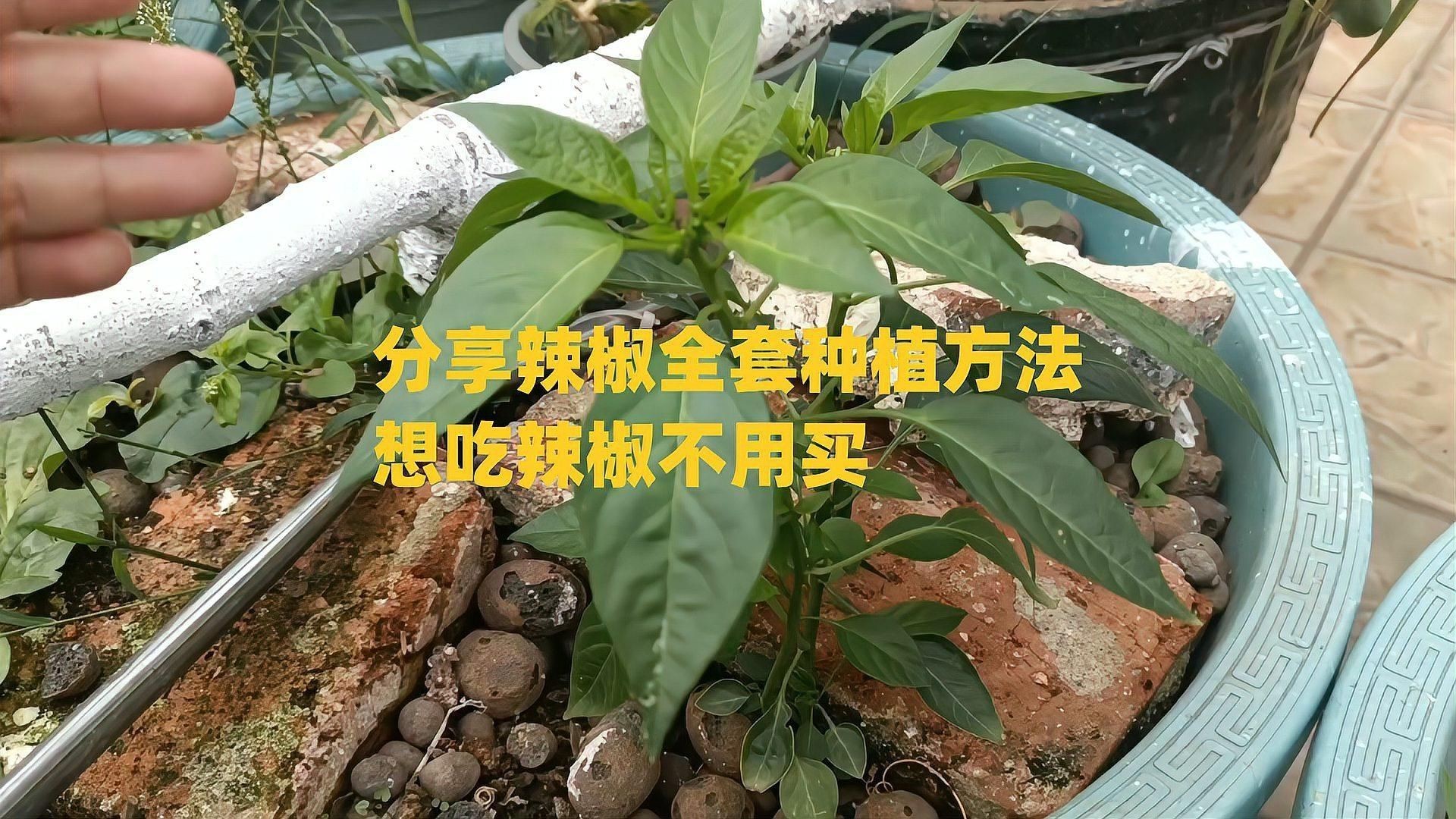 辣椒種植方法和注意事項【怎樣種辣椒生態牧人辣椒高產種植全程水肥管理方案】