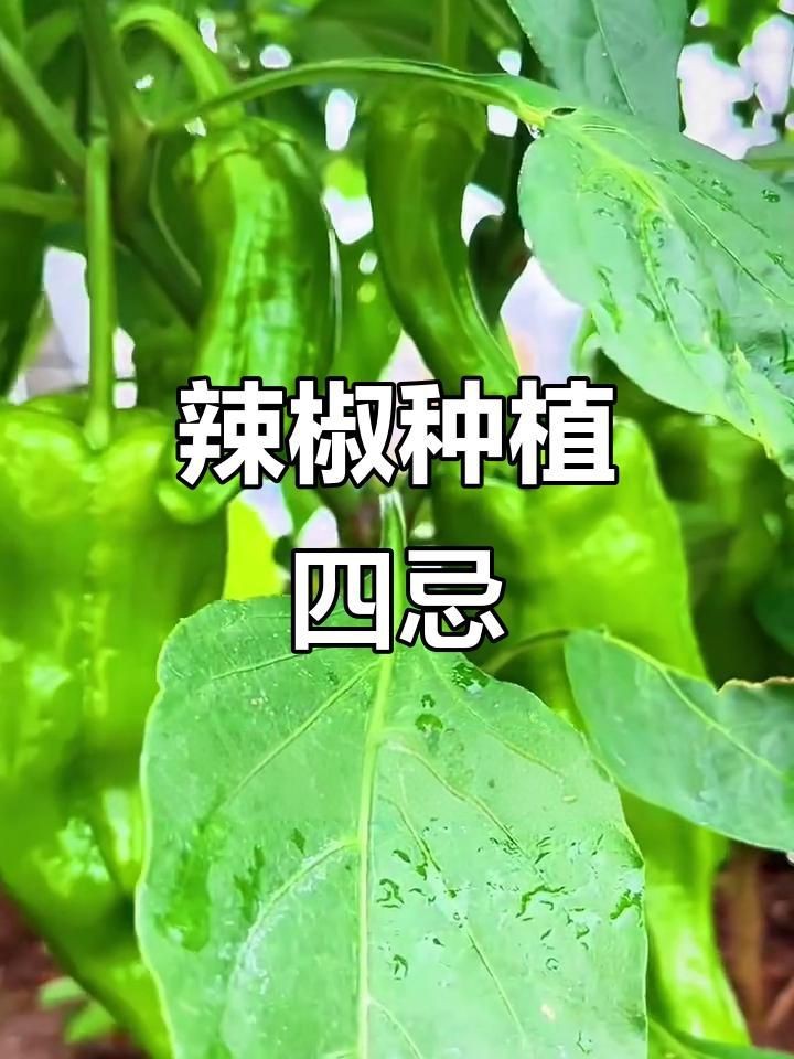 辣椒種植方法和注意事項【怎樣種辣椒生態牧人辣椒高產種植全程水肥管理方案】