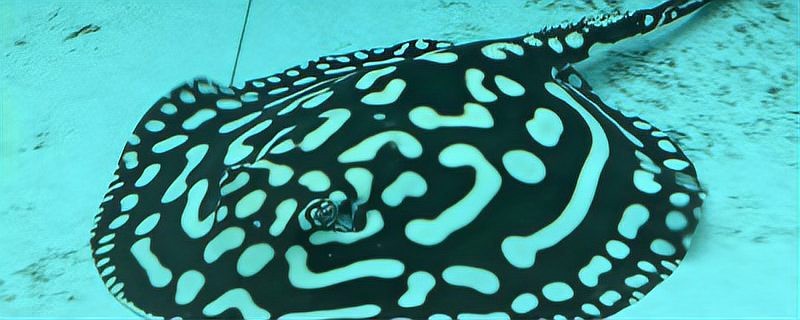 福魟魟魚最建議買的5種魚【福[需手動填充][需手動填充]魚最值得購買的5種魚類詳細(xì)介紹及選購建議】