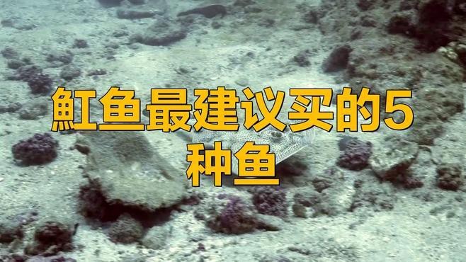 福魟魟魚最建議買的5種魚【福[需手動填充][需手動填充]魚最值得購買的5種魚類詳細(xì)介紹及選購建議】