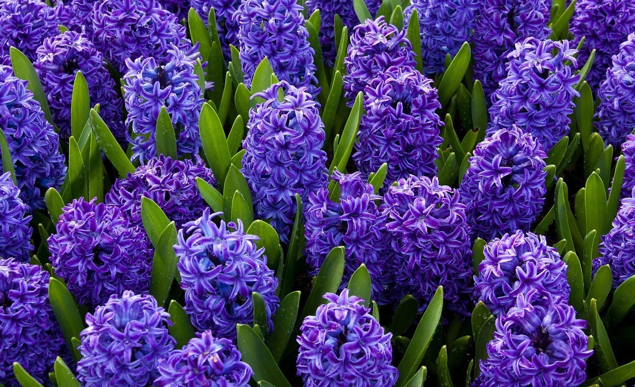 龍魚漁場四大品牌【“泗水玫瑰園”的龍魚漁場四大品牌具體是哪些品牌】