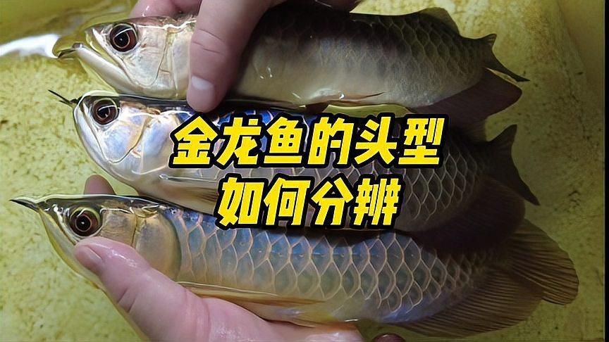 如何區分炮彈頭和平頭過背金龍？【淺談龍魚過背與高背魚生科技新手如何快速區分金龍魚】