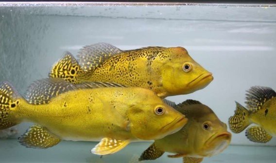 帝王跟巴西亞什么區(qū)別【和巴西亞魚混養(yǎng)的目標(biāo)魚4,帝王三間的區(qū)別是什么】