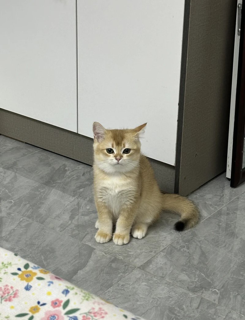 養了貓我就后悔了【養貓之悔意與自由的永恒博弈】