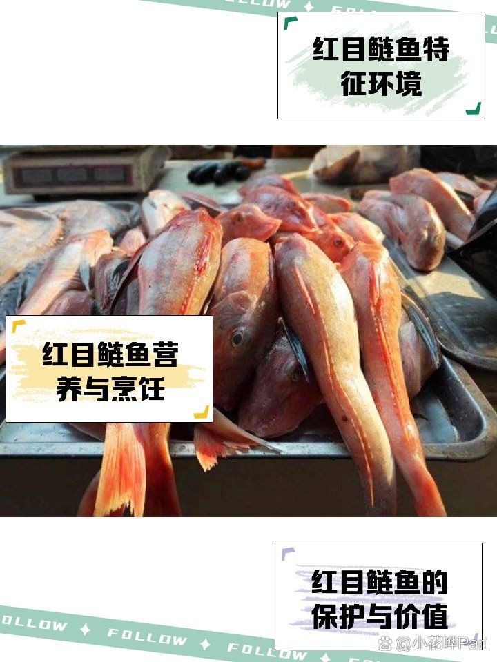 紅色頭大眼大的魚【《紅色頭大眼大的魚》**紅色頭大眼睛海魚是什么魚】 龍魚論壇 第14張 紅色頭大眼大的魚【《紅色頭大眼大的魚》**紅色頭大眼睛海魚是什么魚】 紅色頭大眼大的魚【《紅色頭大眼大的魚》**紅色頭大眼睛海魚是什么魚】 龍魚論壇 第14張