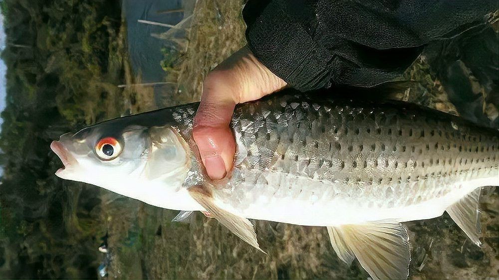 紅色頭大眼大的魚【《紅色頭大眼大的魚》**紅色頭大眼睛海魚是什么魚】 龍魚論壇 第10張 紅色頭大眼大的魚【《紅色頭大眼大的魚》**紅色頭大眼睛海魚是什么魚】 紅色頭大眼大的魚【《紅色頭大眼大的魚》**紅色頭大眼睛海魚是什么魚】 龍魚論壇 第10張