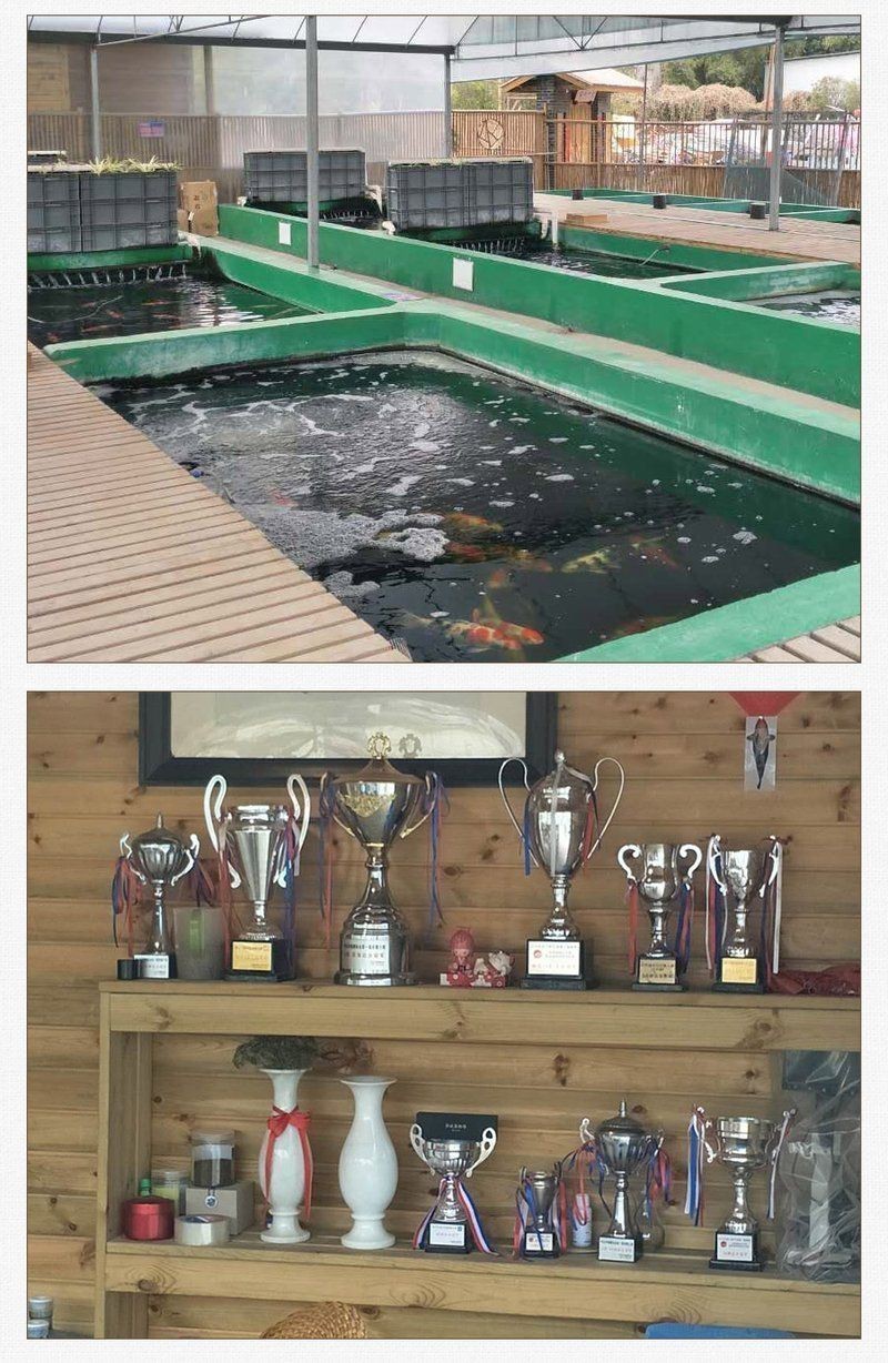 錦鯉官方網站入口【《錦鯉官方網站入口相關介紹》**】