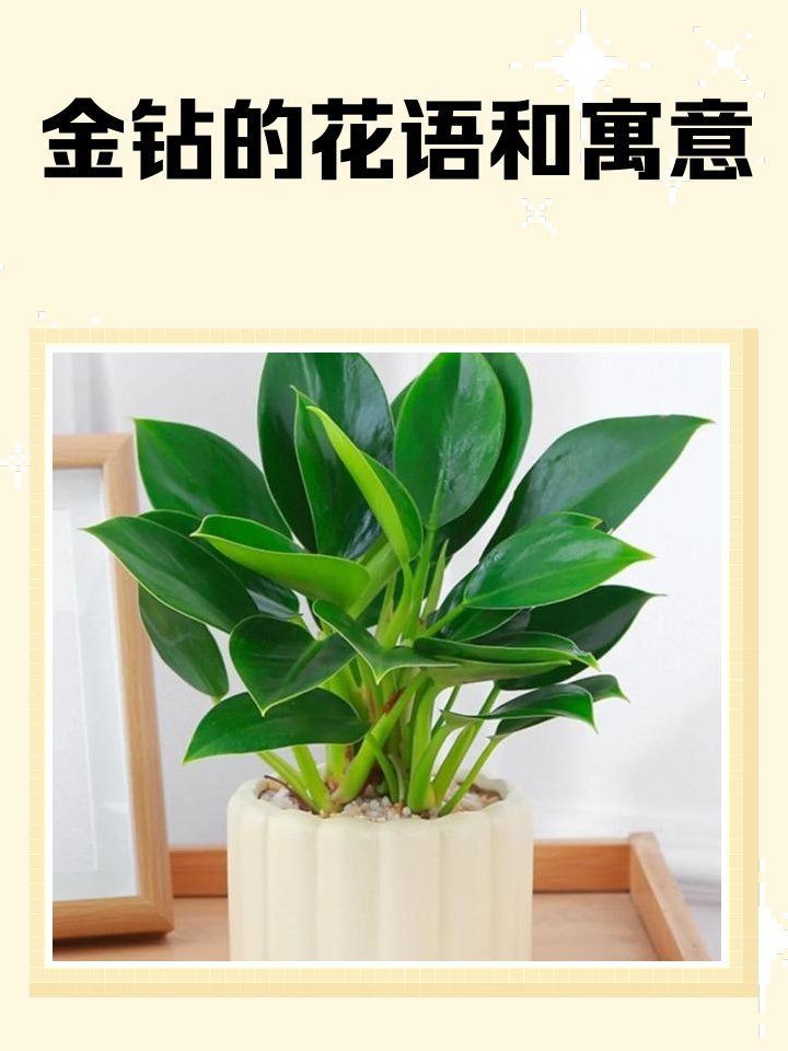 金鉆的寓意【金鉆的寓意是多子多子多福，這一象征源于其茂密的生命力】