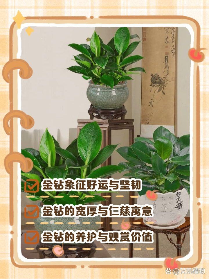 金鉆的寓意【金鉆的寓意是多子多子多福，這一象征源于其茂密的生命力】