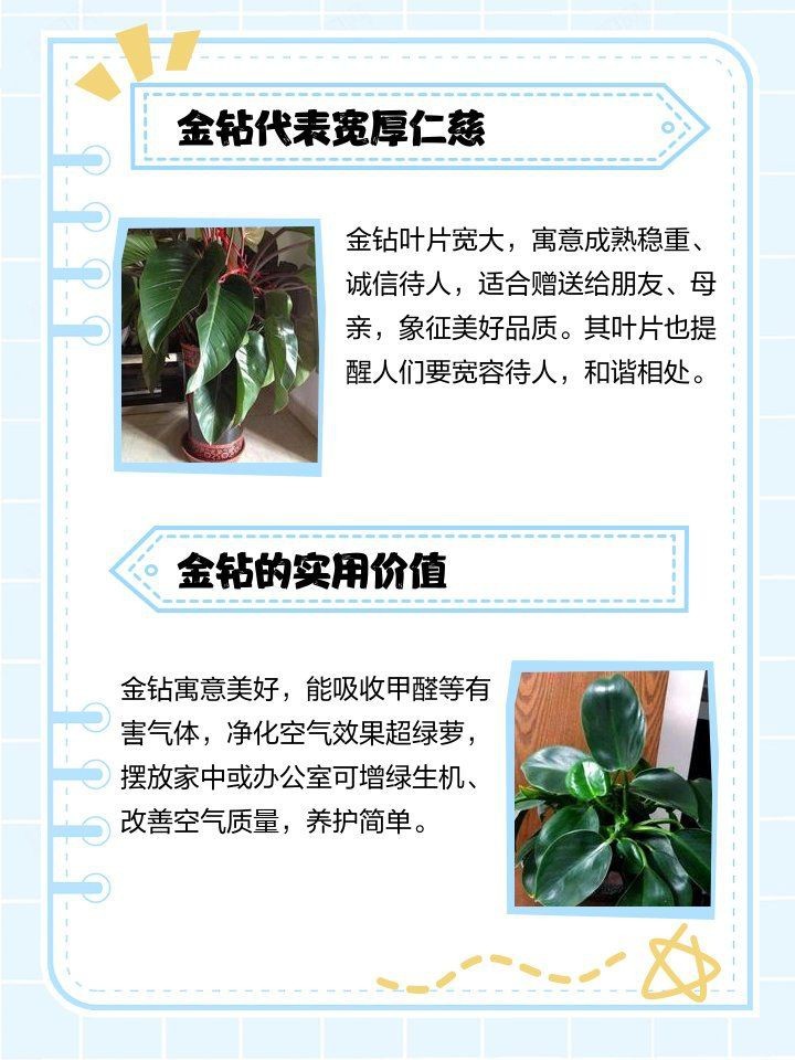 金鉆的寓意【金鉆的寓意是多子多子多福，這一象征源于其茂密的生命力】