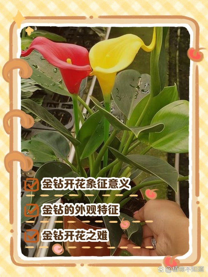 金鉆的寓意【金鉆的寓意是多子多子多福，這一象征源于其茂密的生命力】
