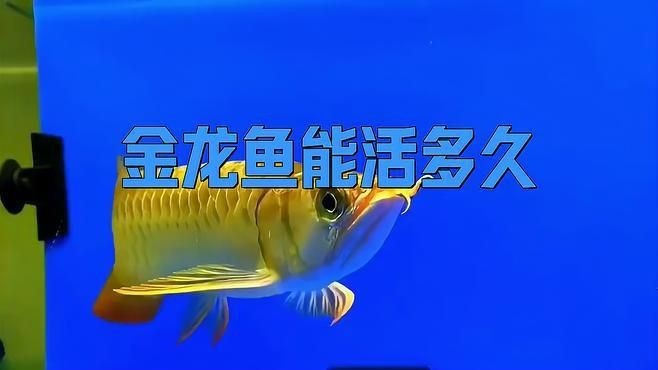 金龍魚壽命一般多長？【金龍魚的壽命一般是多少年】