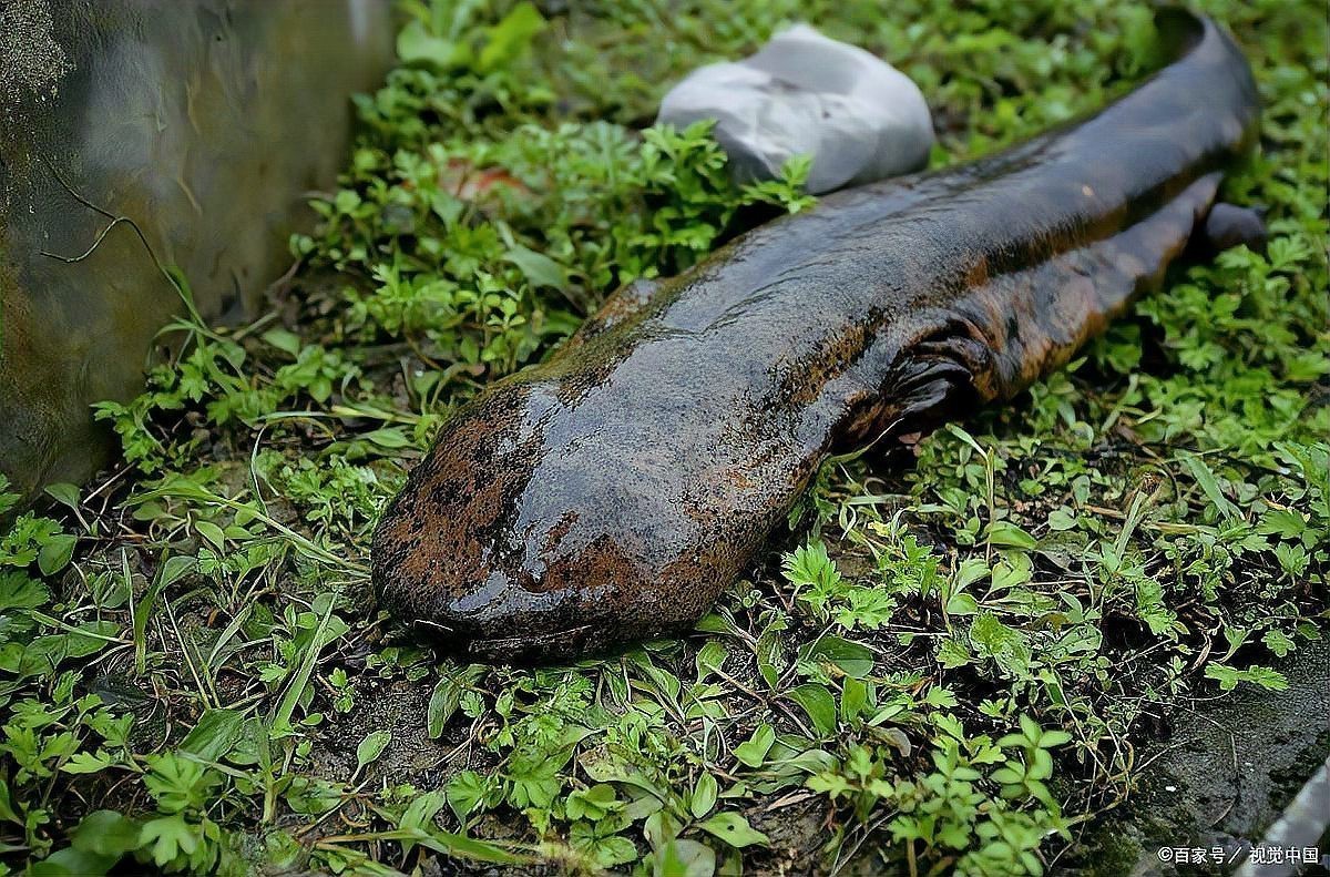 蠑螈不想養(yǎng)了丟河里可以嗎【東方蠑螈不想養(yǎng)了丟河里可以嗎】