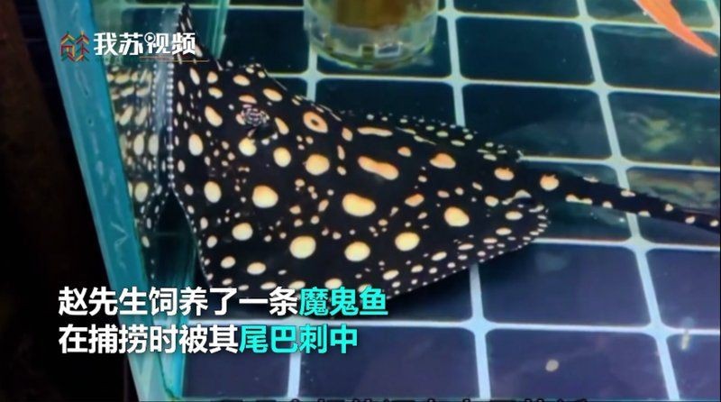 魔鬼魚咬人有毒嗎【魔鬼魚即蝠[需手動填充]其咬人是否有毒存在一定爭議有觀點】