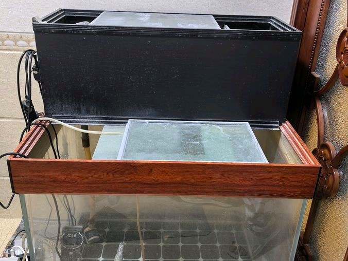 沁縣龍魚店【沁縣有龍魚店嗎】