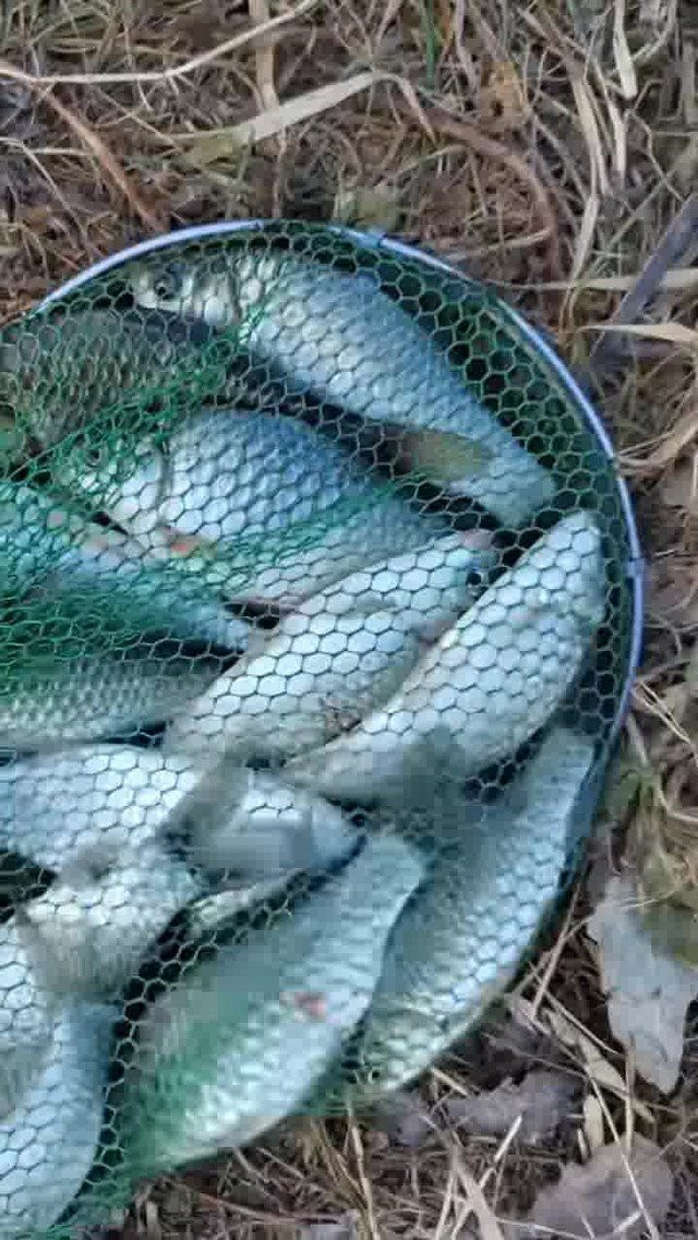 沁縣龍魚店【沁縣有龍魚店嗎】