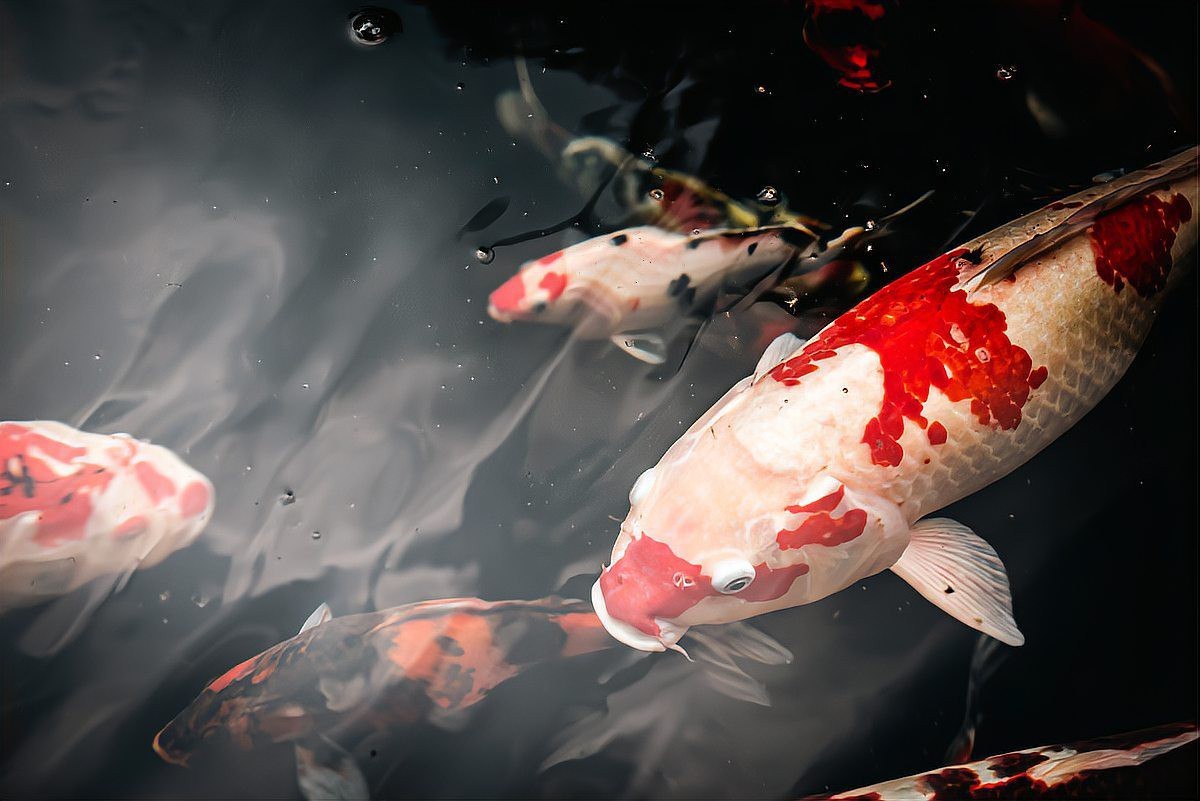 錦鯉的寓意和象征【《錦鯉的寓意和象征》】 錦鯉的寓意和象征【《錦鯉的寓意和象征》】 龍魚論壇 第4張