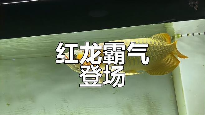 如何辨別印尼紅龍的品質？【如何辨別印尼紅龍品質】