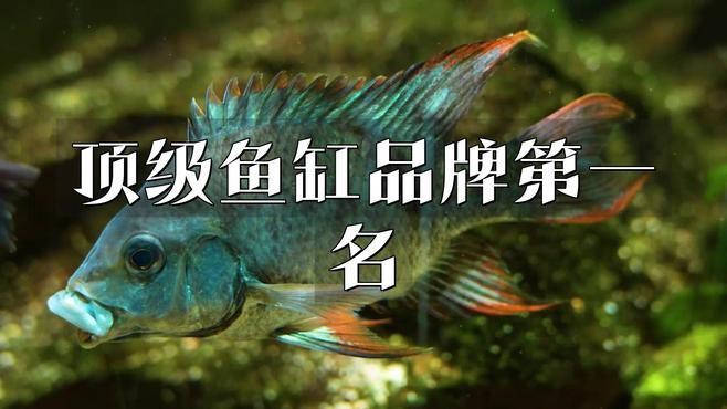 頂級魚缸品牌第一名【頂級魚缸品牌】