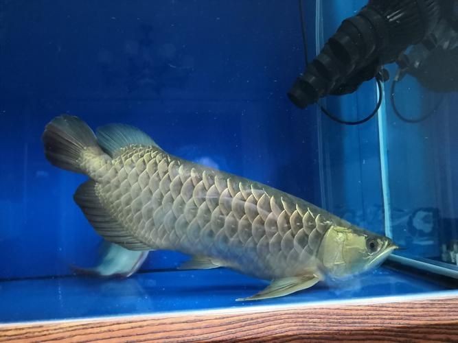 給我一些龍魚魚鱗充血的圖片示例【龍魚鱗充血和鱗片發黑怎么辦】