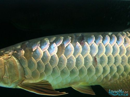 給我一些龍魚魚鱗充血的圖片示例【龍魚鱗充血和鱗片發黑怎么辦】