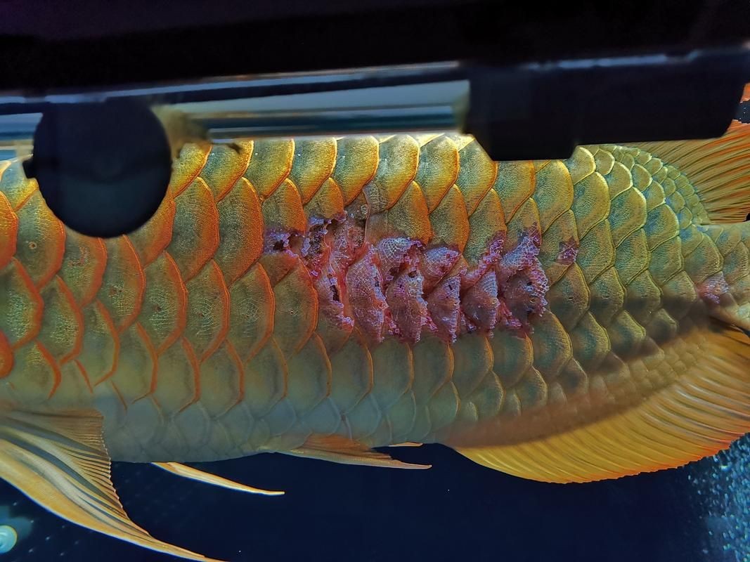 給我一些龍魚魚鱗充血的圖片示例【龍魚鱗充血和鱗片發黑怎么辦】